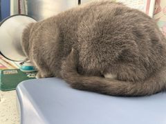 -心仪动物医院·牙专科·肿瘤·心脏科(西客站院)