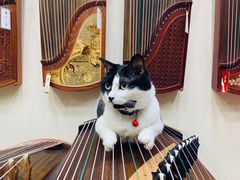 -乐悠琴馆·古琴古筝