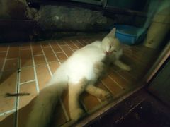 -猫咪博物馆(顶澳仔猫街店)