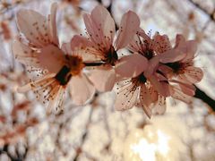 -桃花堤公园