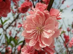 -南国桃园旅游度假区