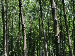 -黄海国家森林公园