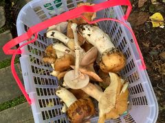 -叠溪松坪沟景区