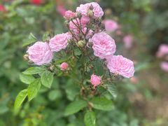 -南京外国语学校(仙林分校西区)