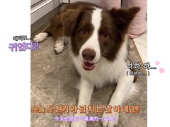 -PETKIT小佩宠物(古北店)