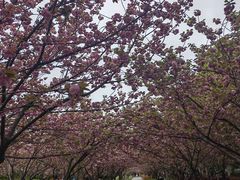 -高东镇樱花园