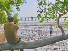 -宝安西湾红树林湿地公园