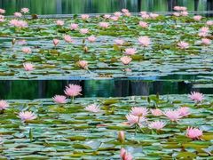 -白鹭湾湿地公园