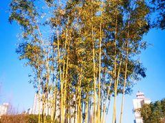 -和平公园
