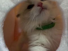 -糯米喵星人总部直营旗舰店·猫舍·幼猫出售