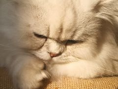-猫腻·猫咖·撸猫馆(星光大道店)