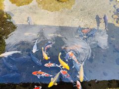 -水前寺成趣园