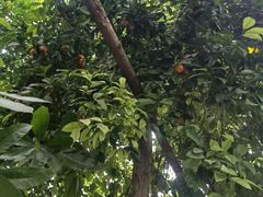 -呀路古热带植物园