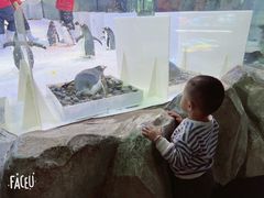 -芜湖新华联大白鲸海洋公园