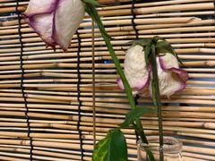 -251#coffee roasters(沿河东路店)