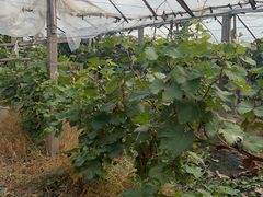 -马陆小张葡萄园农家乐