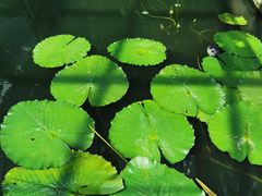 -国家植物园南园