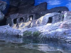 -暹罗海洋世界