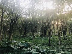 -大湾区中央湿地公园