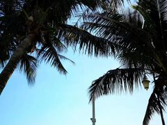 -欢乐海岸椰林沙滩-2025湾区超级灯会