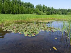 -溱湖国家湿地公园