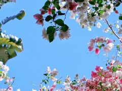 -深圳国际园林花卉博览园