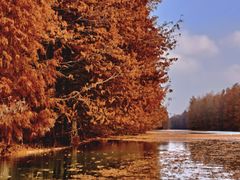 -上海海湾国家森林公园