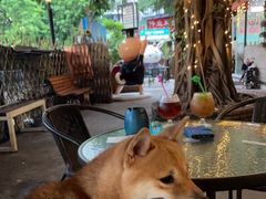 -柴犬高等学院·狗咖·柴犬售卖·宠物训练