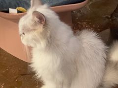 -猫猫幼稚园·撸猫·桌游·电玩