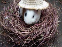 -雨林宠物医院 非犬猫异宠专科