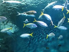 -上海海洋水族馆