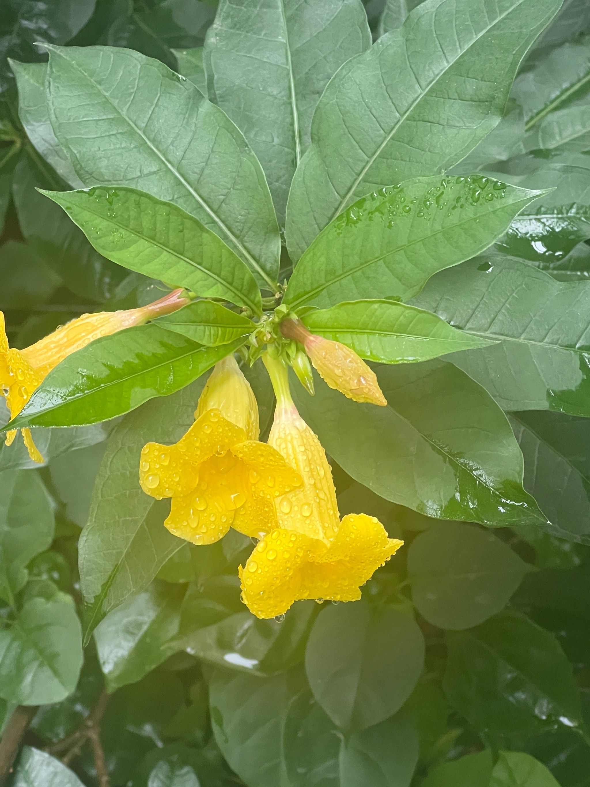 早上花草露水图片图片