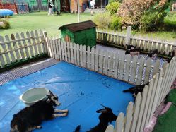 -萌宠亲子动物乐园(槐房万达店)