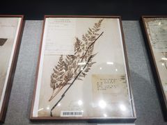 -四川大学博物馆