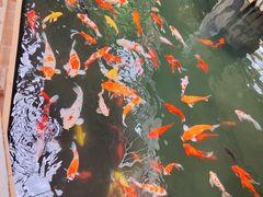 -南宫五洲植物乐园