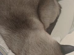 -藏猫猫咖啡主题馆(中央大道店)