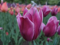 -长春公园(普阳街道)