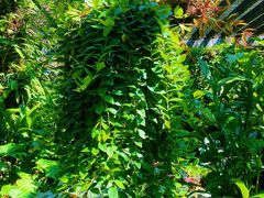 -深圳仙湖植物园