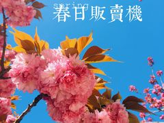 -石老人观光园