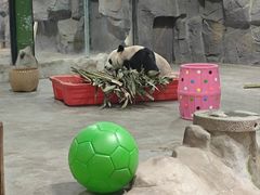 -栾川竹海野生动物园