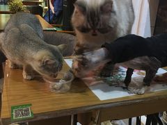 -猫色咖啡·猫咖