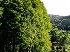 -深圳仙湖植物园