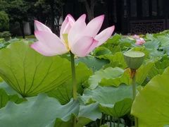 -荷塘月色湿地公园·向阳花洲
