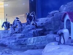 -上海海昌海洋公园
