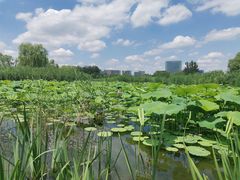 -大兴滨河森林公园