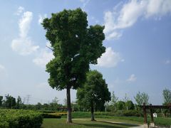 -九里河湿地公园