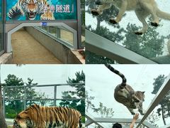 -西霞口神雕山野生动物世界