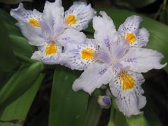 -金鸡湖桃花岛