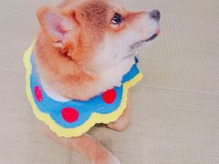 -逗柴咖啡屋·狗咖猫咖宠物桌游