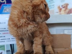 -宠颐生宠物医院·犬猫全科·皮肤科(商业街店)